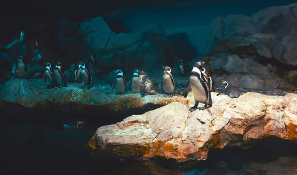 Understanding Linux File Permissions